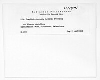 Graphiola phoenicis image